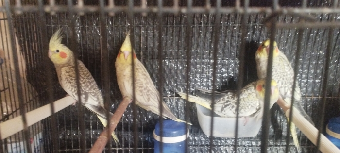Couple Calopsitte