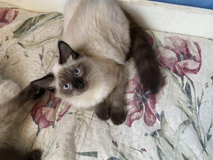 Chatons balinais