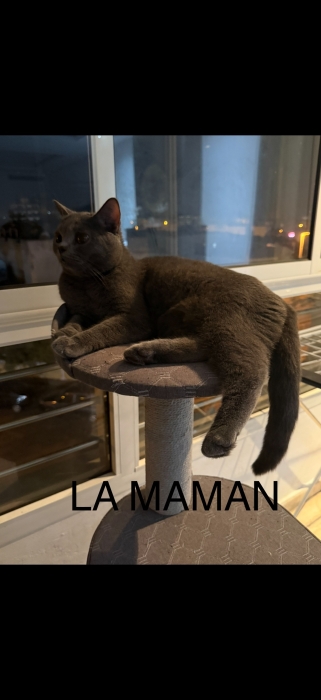 Chatons british shorthair Mâles (10 semaines) vaccinés