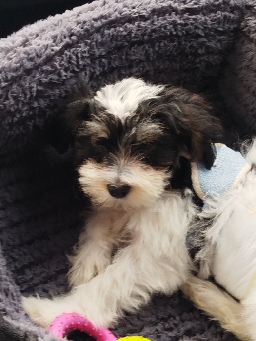 Urgent un Shih Tzu à vendre avec accessoires offerts