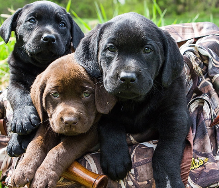 Labrador Noir/ Chocolat 🍫