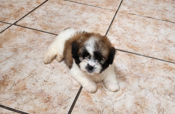 Caniche bichon