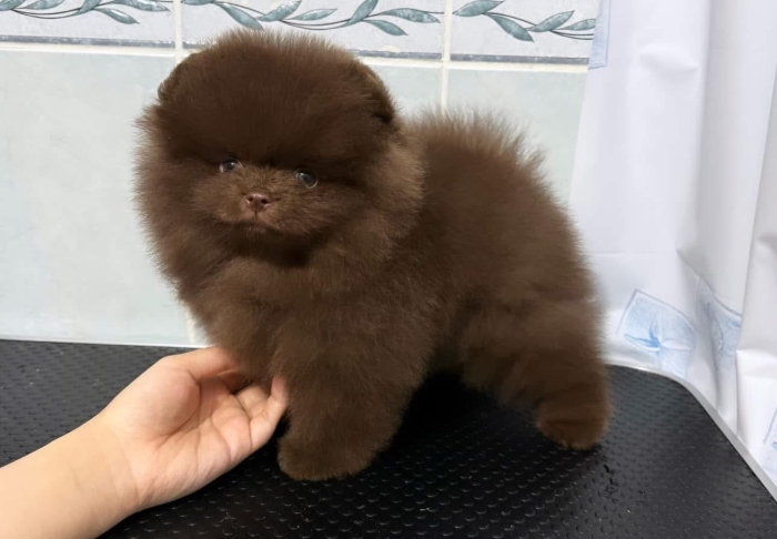 Spitz nain exotique