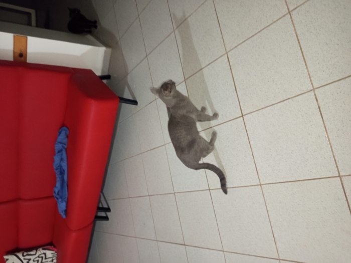 Chat korat
