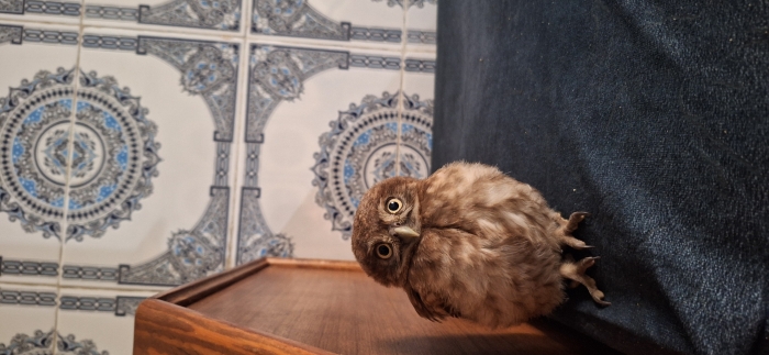 Hibou