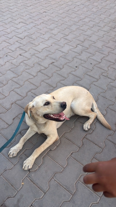 Labrador