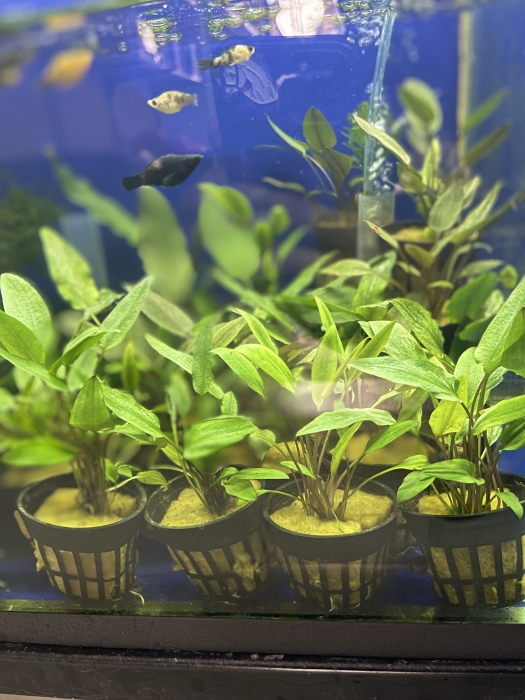 Plante aquatique