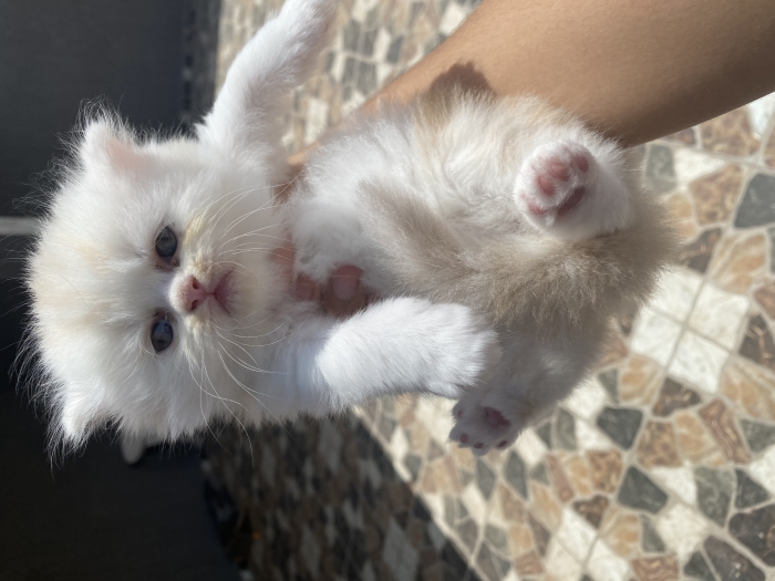 Chaton persan mâle