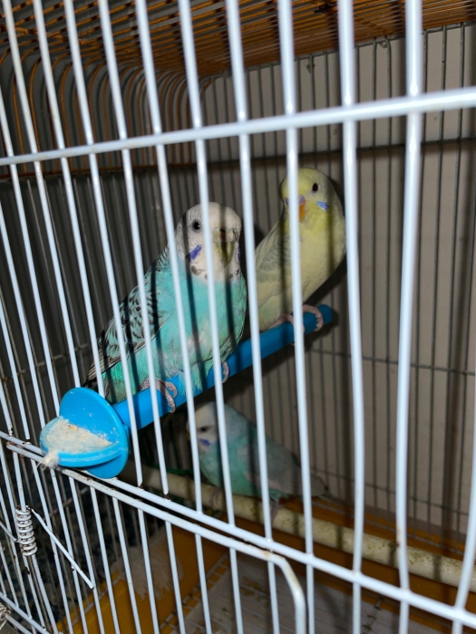 perruche couple