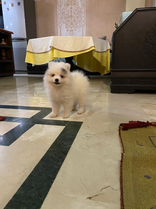 Spitz