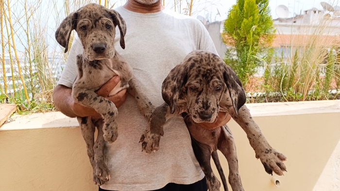 Chiots Danois / Dogue allemand
