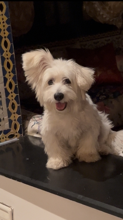 Bichon maltais