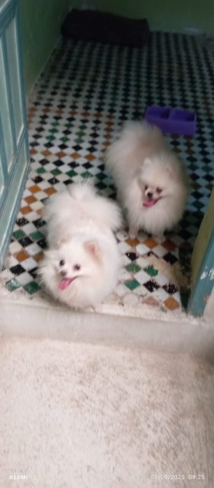 Chien spitz