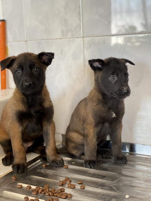 Malinois charbonné