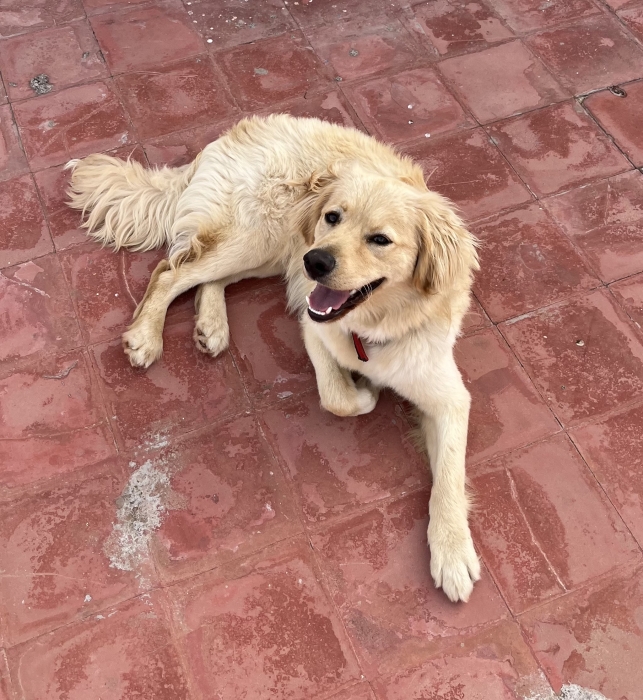 Golden retriever