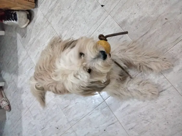 Caniche