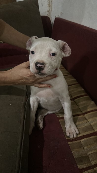 Dog argentin