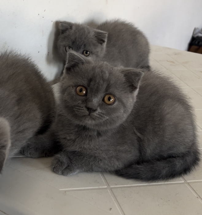 Scottish fold
