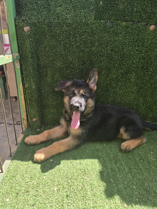 Chiot male berger allemand pedigree