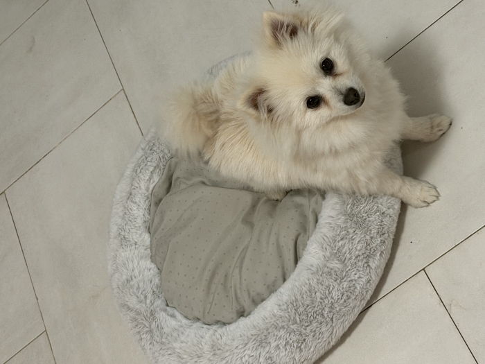 Spitz nain blanc