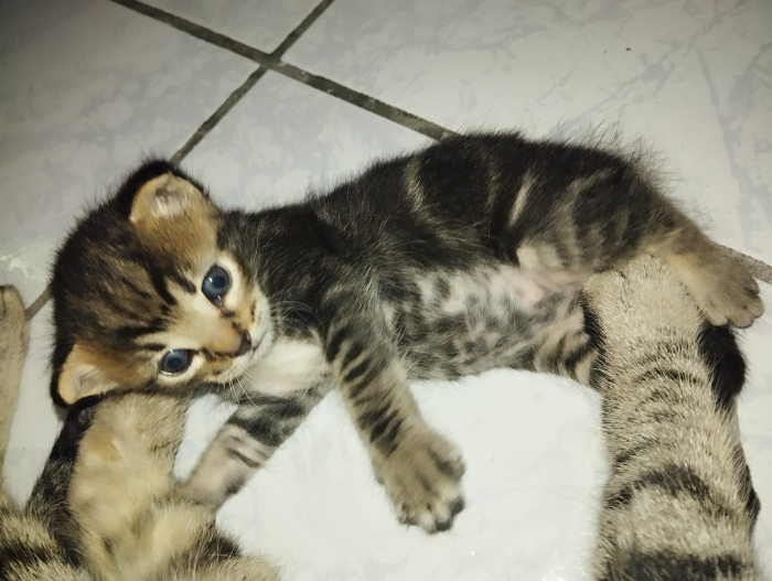 ADOPTION GRATUITE : M.big 🐾