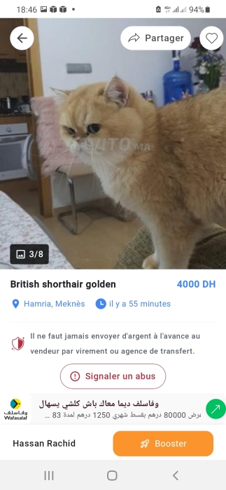 British Shorthair golden