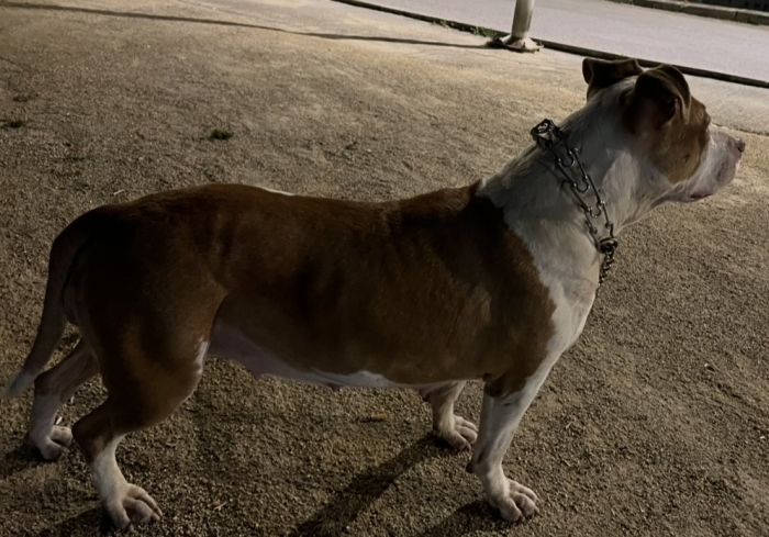 Pitbull ride nose