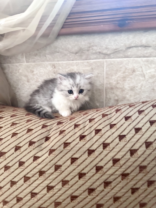 Chatons Munchkin pattes courtes