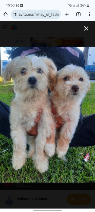 2 caniche bichons