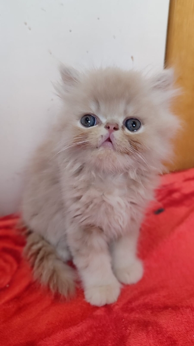 Chaton persan male race pur