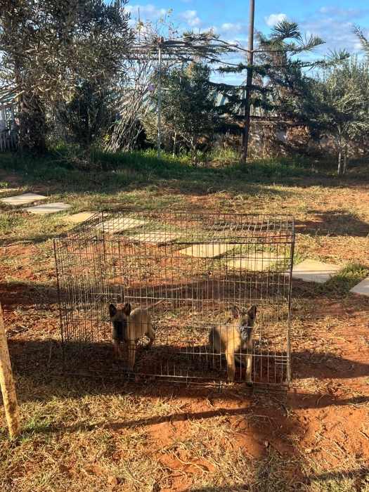 Malinois
