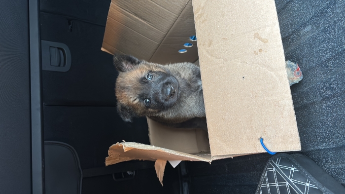 Chiot malinois