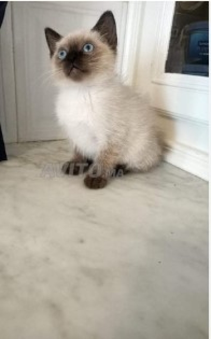 🐱 قطة سيامي صغيرة للبيع - شكل نادر وأنيق
