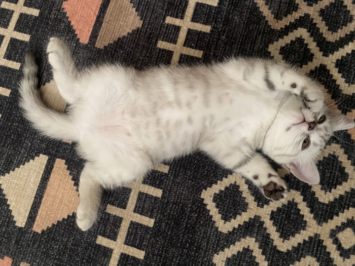 scottish fold