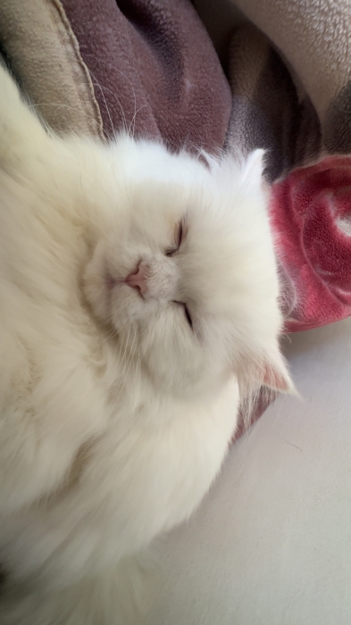 Cat Persian male