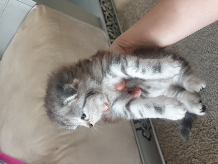 scottish fold