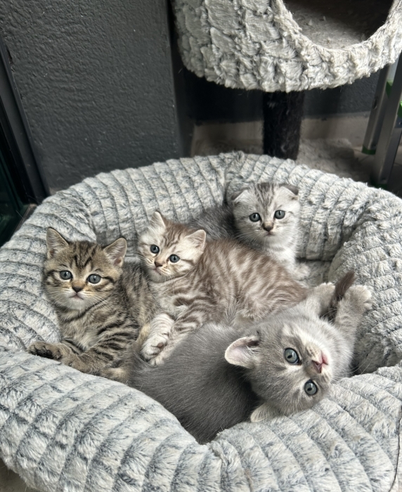Chatons tout mignons à adopter