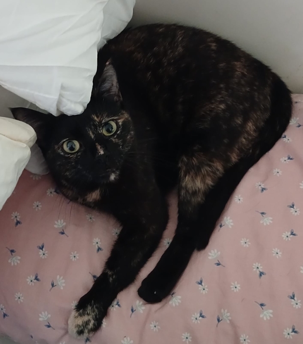 Chat (Hinata) en adoption [ 0 dhs ]
