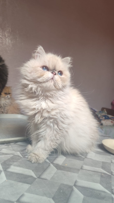 Femelle persan 4 mois
