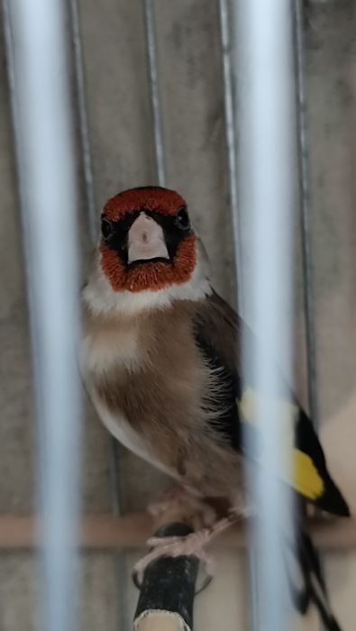 Male chardonneret