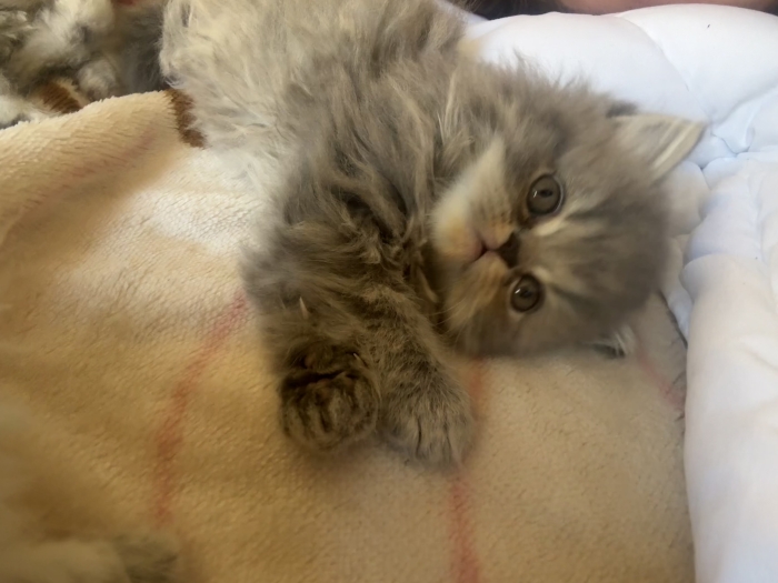 British longhair