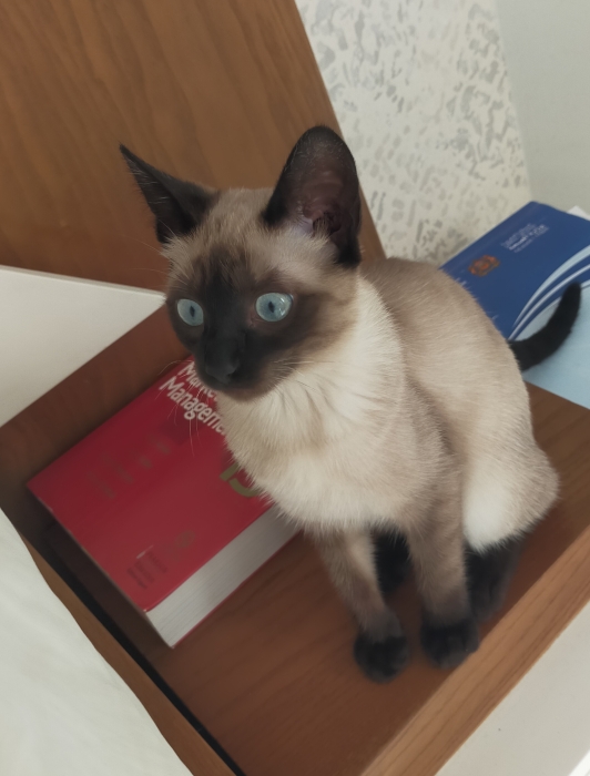 Chaton siamois poils mi-long