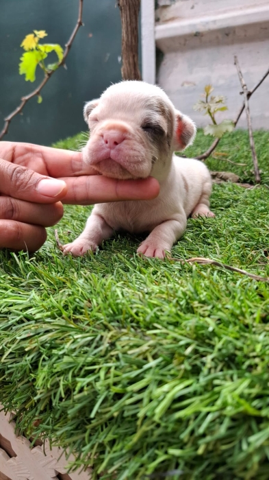 Bulldog Français