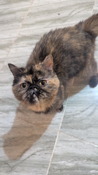 Femelle persan