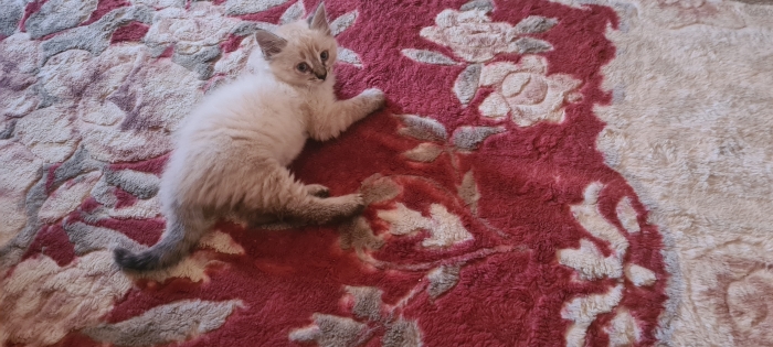 Chat siamois