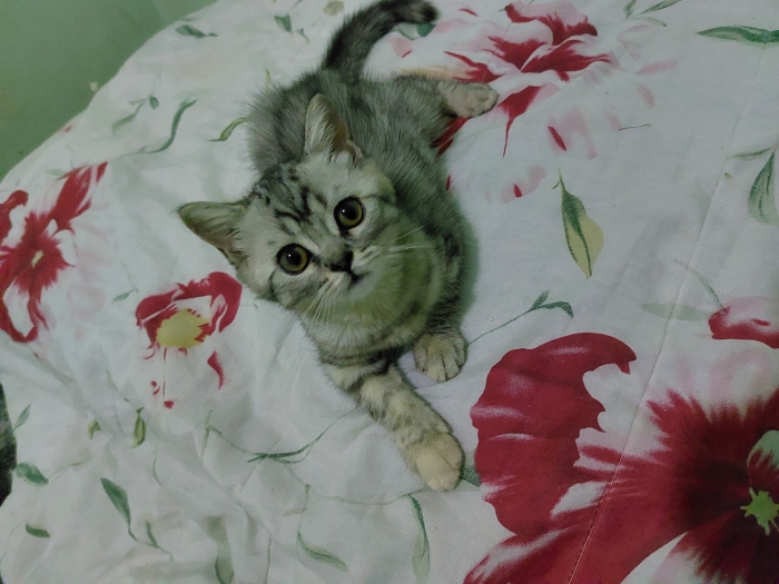 British Shorthair