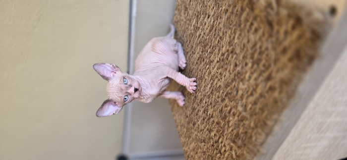 Sphynx