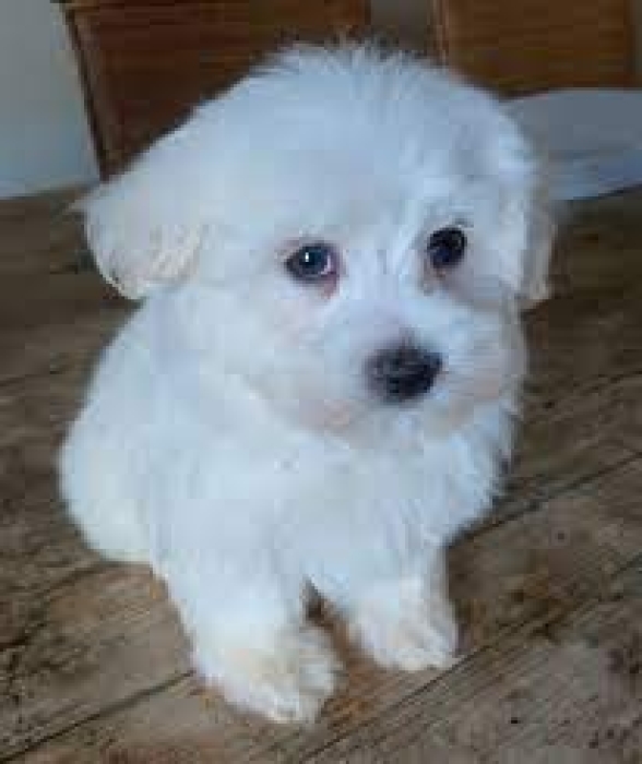 BICHON MALTE