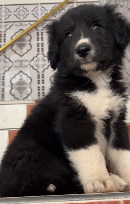 Aidi atlas ( chien de montagne de l’atlas)