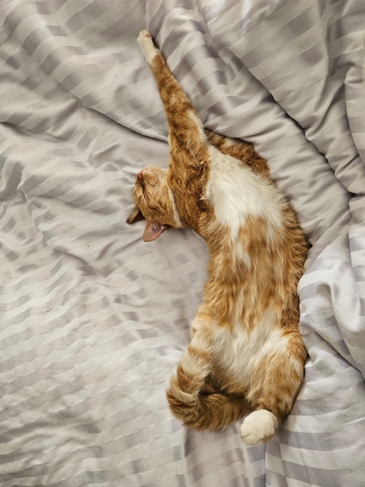 Chat castré